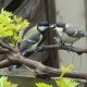 Vidéo : Les jeunes mésanges sortent du nid