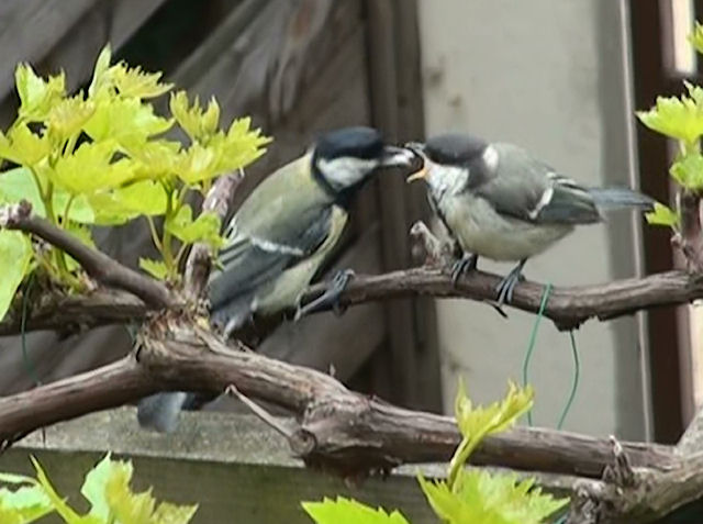 Vidéo : Les jeunes mésanges sortent du nid
