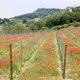 Vignoble de Monte Conero en mai - régions des Marches, Italie
