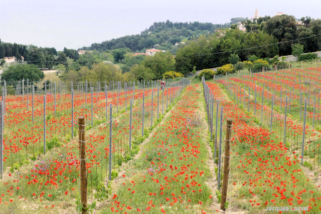 Vignoble de Monte Conero en mai - régions des Marches, Italie