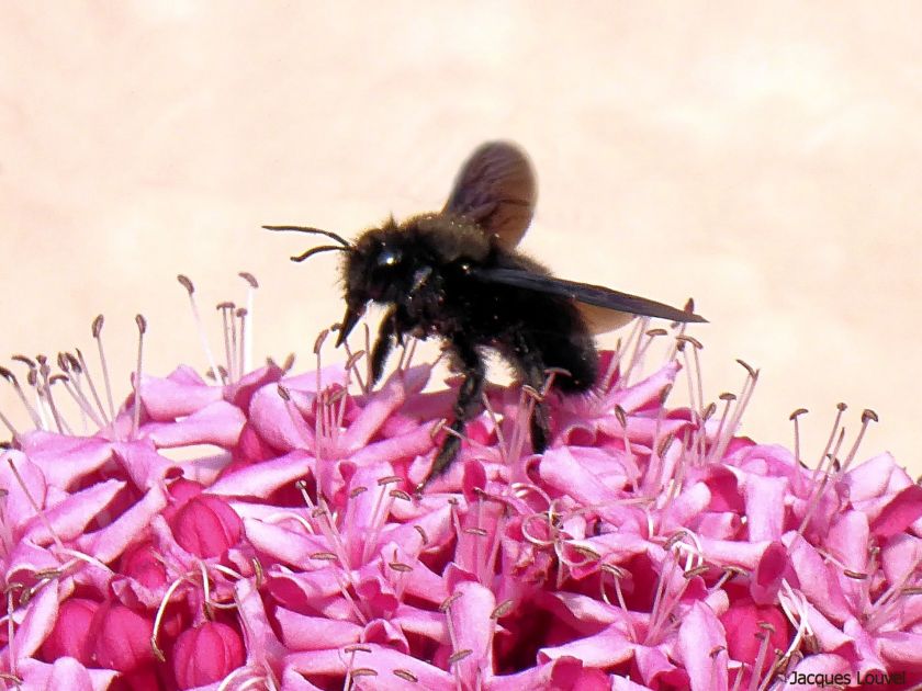 L'abeille charpentière adore le rose