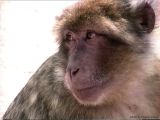 Les macaques de Rocamadour