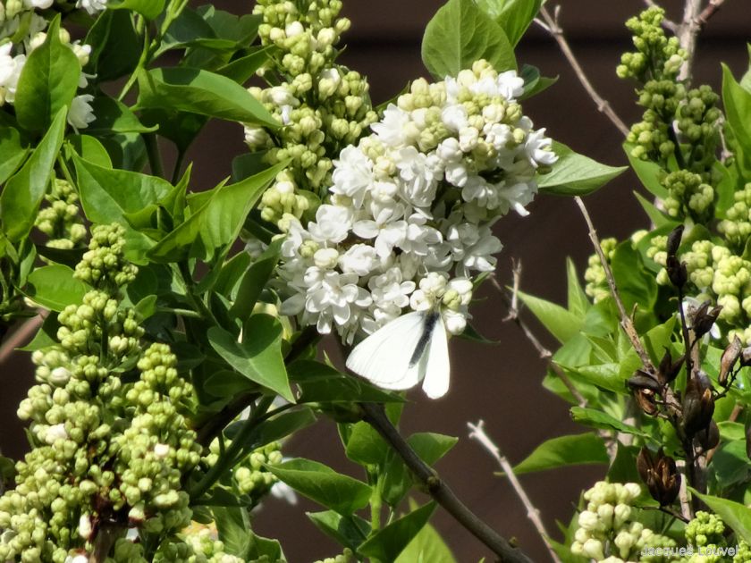 Papillon blanc sur lilas blanc - printemps 2016