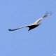 Le vol du vautour fauve des Pyrénées