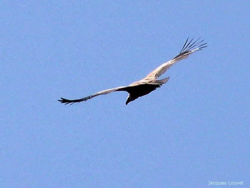 Le vol du vautour fauve des Pyrénées