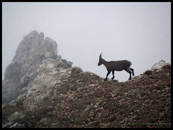 Capra ibex - Bouquetin des Alpes