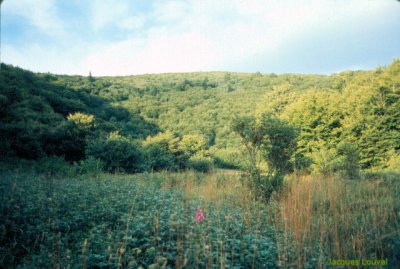 Auvergne. Chaîne des puys : intérieur du cratère du Louchadière Le Puy de Louchadière : le cratère
