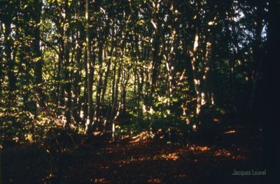 Auvergne. Chaîne des puys : la hêtraie du Louchadière Le puy de Louchadière : la hêtraie