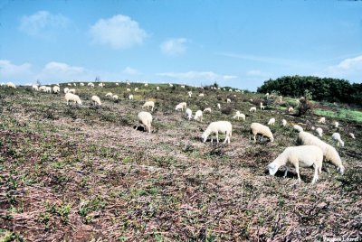 Le sommet du Grand Sarcoui