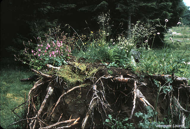 Souche en fleur au pied du puy de Lassolas
