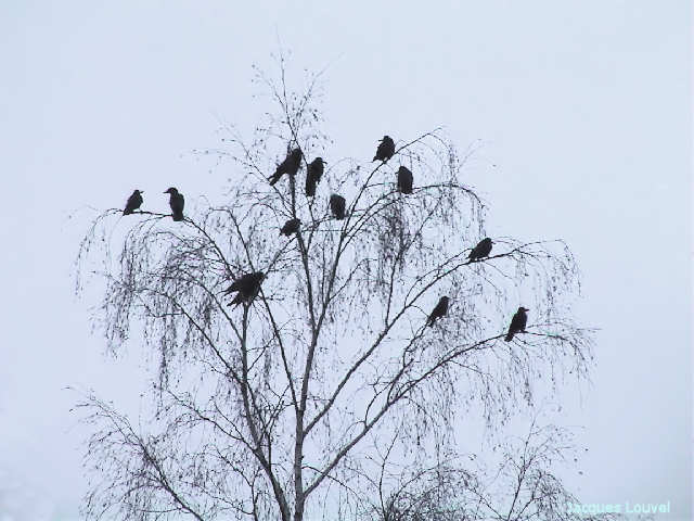 L'arbre aux corneilles