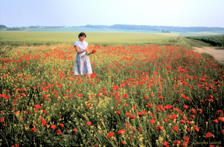 Le bouquet de coquelicots