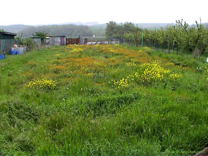 Jardins à Argenteuil et Cormeilles -3