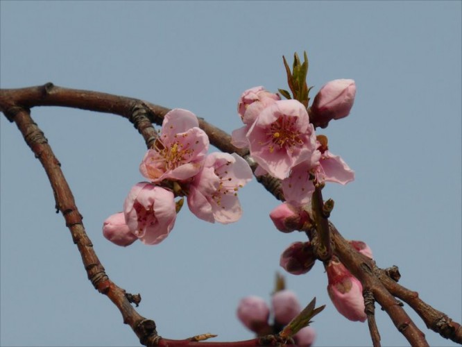 Rose sur fond bleu - printemps 2013