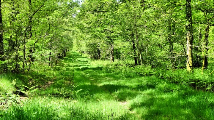 Forêt de Pail - Ambiances