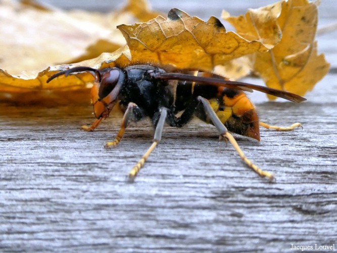 Un frelon asiatique au jardin