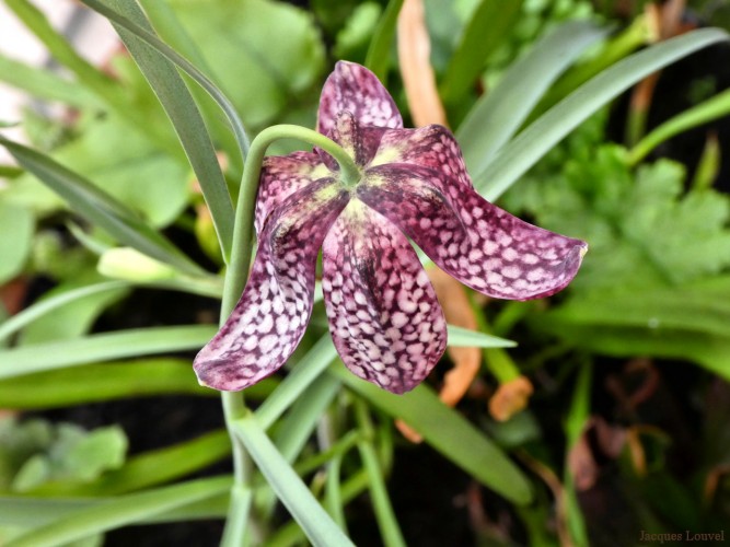 Les fleurs fanées sont belles aussi