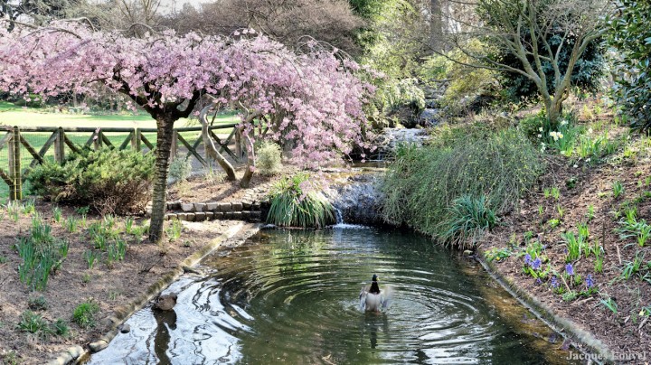 Printemps 2017 - le canard bat de l'aile