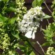 Papillon blanc sur lilas blanc - printemps 2016