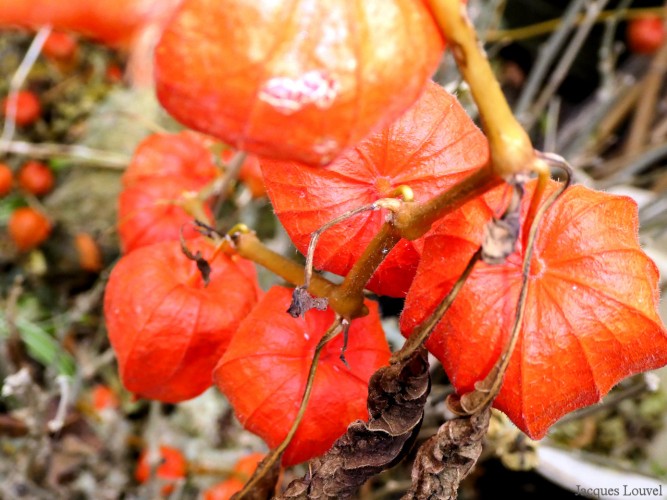 Automne des Physalis