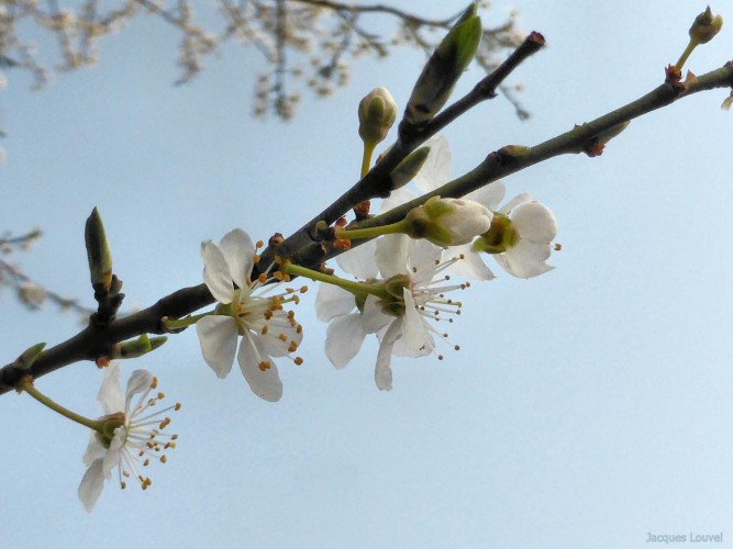 Le printemps 2015 arrive