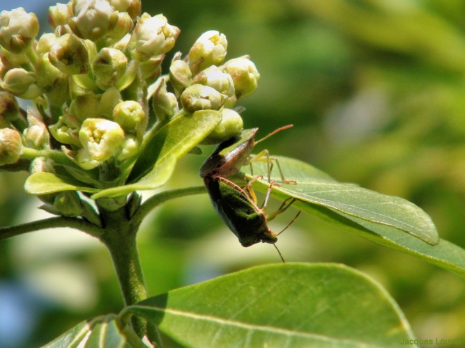 Punaises vertes et feuille à l'envers