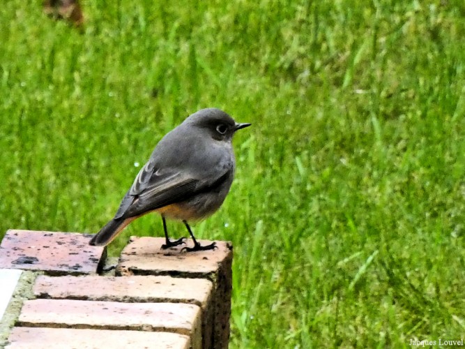 Les rouges-queues investissent le jardin