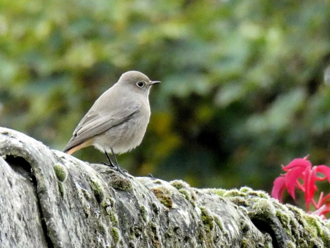 Les rouges-queues s'installent au jardin