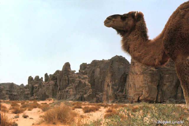 Tassili n'Ajjer : vaisseau du désert