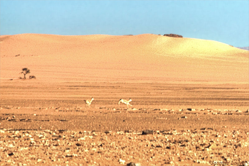Tassili n'Ajjer : gazelles de Djanet
