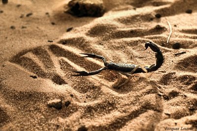 Un scorpion, tout juste sorti de ma chaussure au petit matin Tassili n'Ajjer : surprise du matin, un scorpion