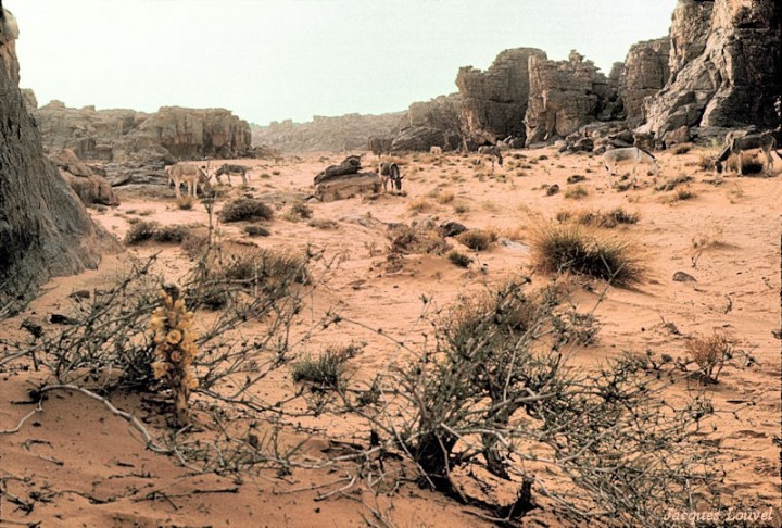 Tassili n'Ajjer : une végétation pauvre