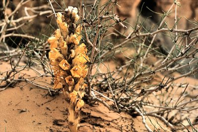 Tassili n'Ajjer : la Cistanche et le bois de la terre