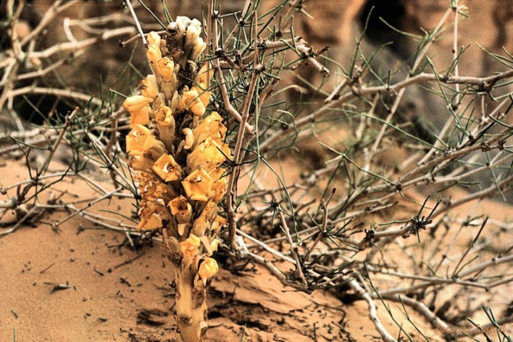 Tassili n'Ajjer : la Cistanche et le bois de la terre