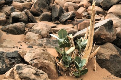 Tassili n'Ajjer : le pommier de Sodome