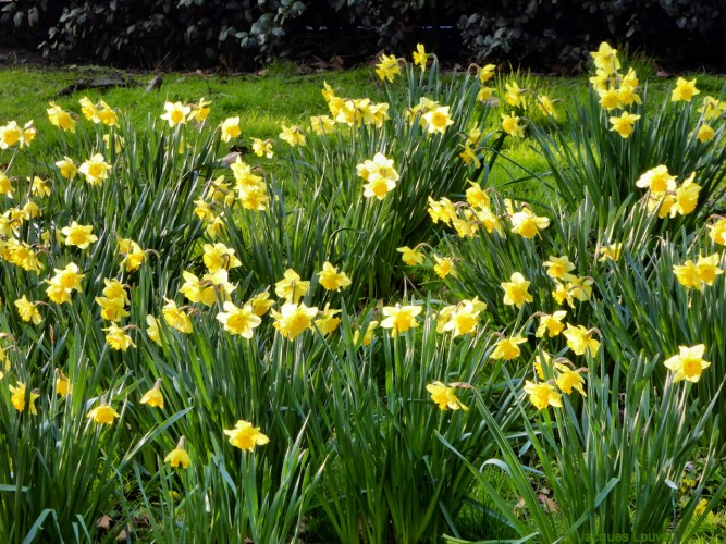 Solitaire comme un nuage.