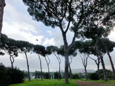 Rome : le Palatin où tout commence ...