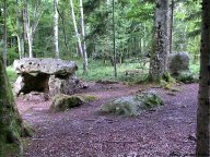 Thorigny-sur-Oreuse : balade en forêt