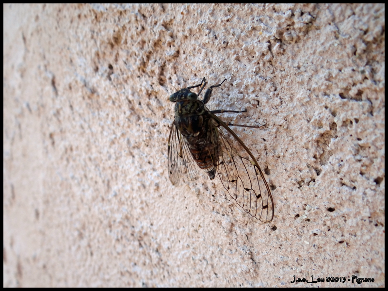 Cicada orni - Cigale grise