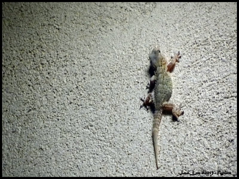 Tarentola mauritanica - Tarente du midi (Gecko)