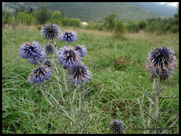 Echinops retro - Chardon bleu