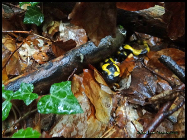 Salamandra salamandra - Salamandre tachetée