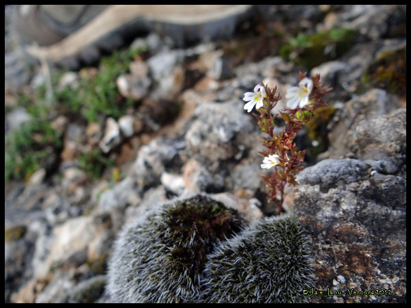 Linaria sp. - Linaire #2