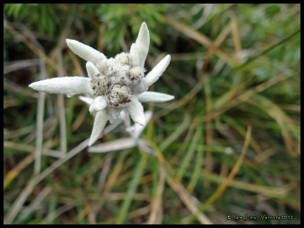 Leontopodium nivale subsp. alpinum - Eldelweiss