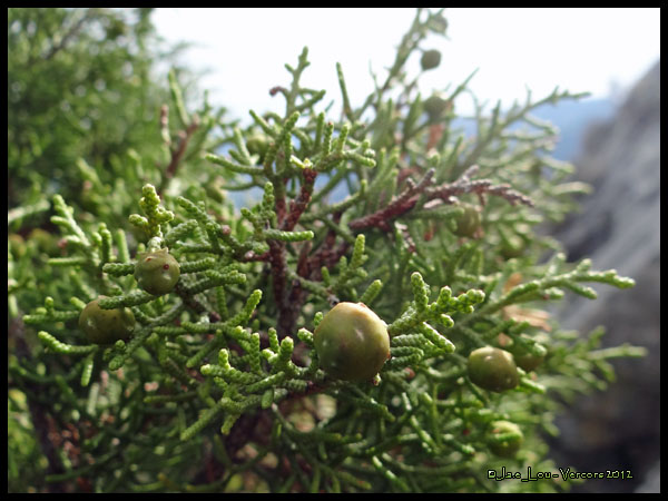 Juniperus sabina - Générvier sabine