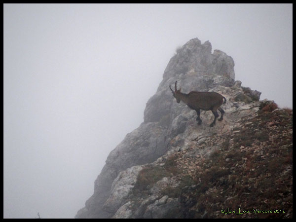 Capra ibex - Bouquetin des Alpes #2