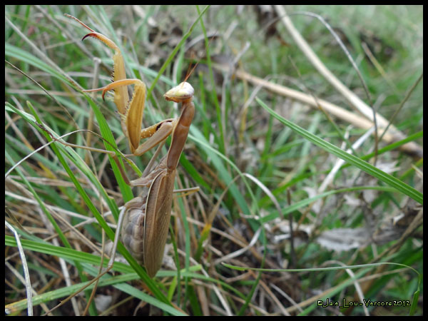 Mantis religiosa - Mante religieuse
